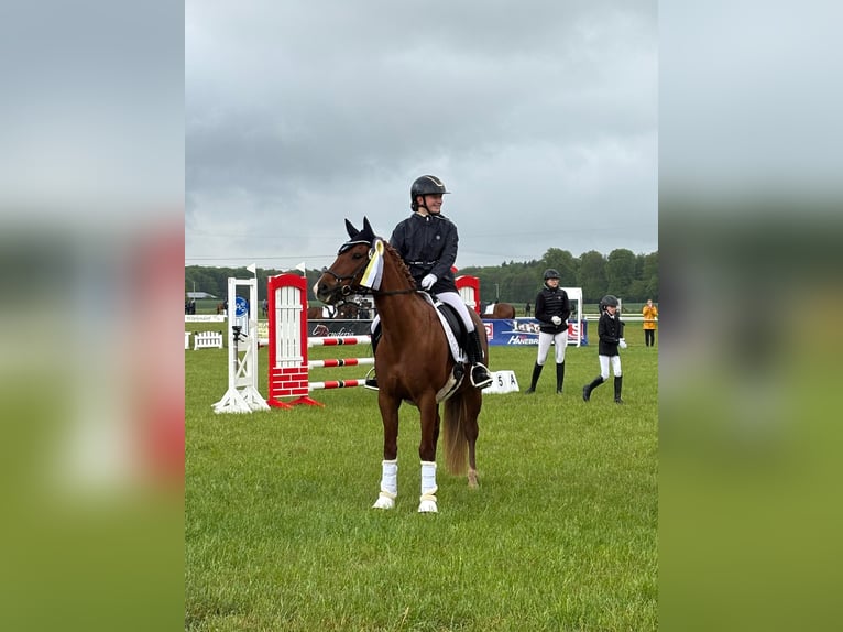 Duitse rijpony Merrie 8 Jaar 148 cm Donkere-vos in Stralsund