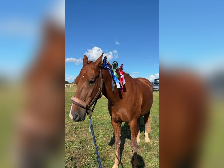 Duitse rijpony Merrie 8 Jaar 148 cm Donkere-vos in Stralsund