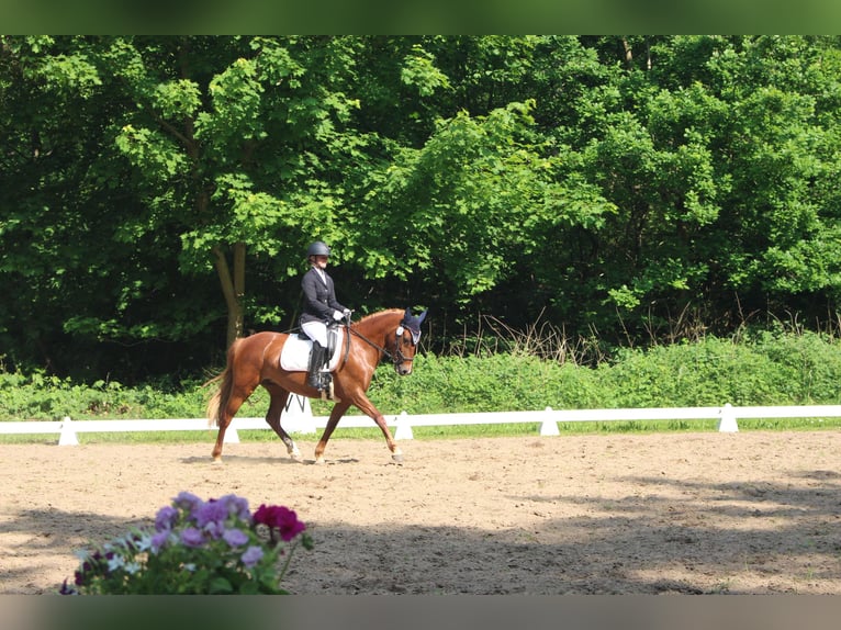 Duitse rijpony Merrie 8 Jaar 148 cm Donkere-vos in Stralsund