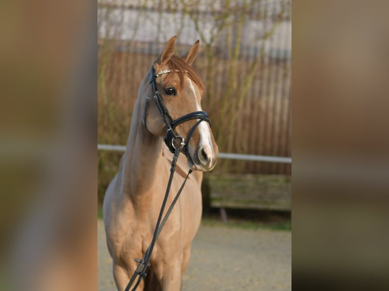 Duitse rijpony Merrie 8 Jaar 148 cm Vos in Geilenkirchen