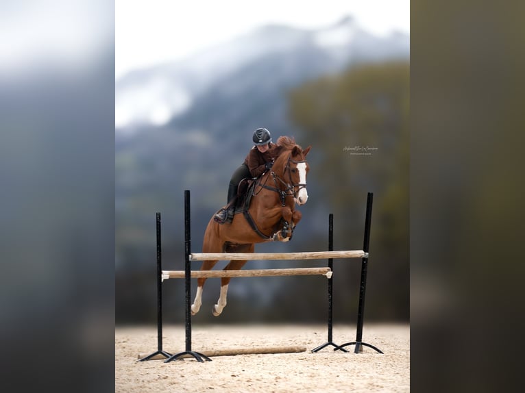Duitse rijpony Merrie 8 Jaar 148 cm Vos in Chambery