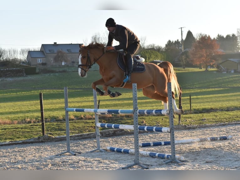Duitse rijpony Merrie 8 Jaar 148 cm Vos in Chambery