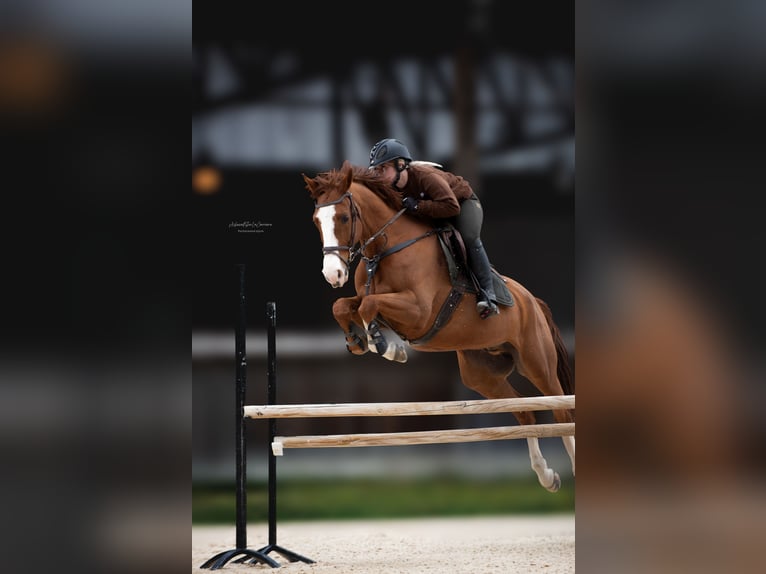 Duitse rijpony Merrie 8 Jaar 148 cm Vos in Chambery