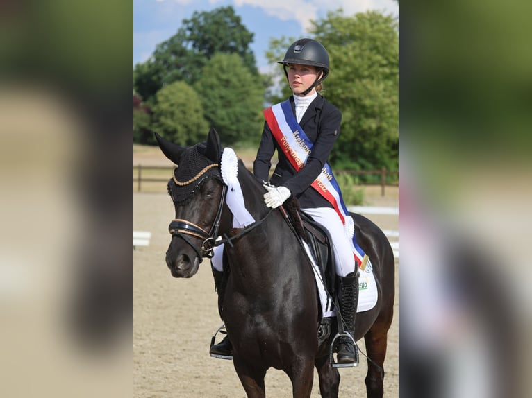 Duitse rijpony Merrie 8 Jaar 148 cm Zwart in Barmstedt