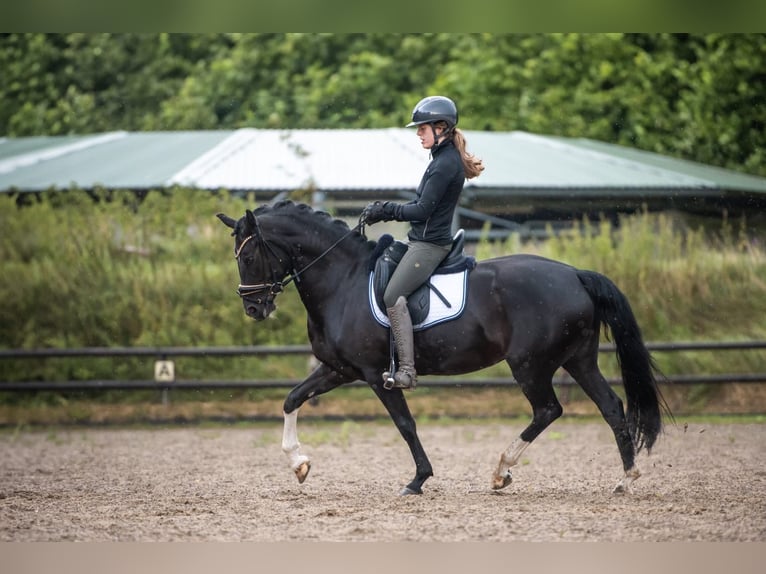 Duitse rijpony Merrie 8 Jaar 148 cm Zwart in Barmstedt