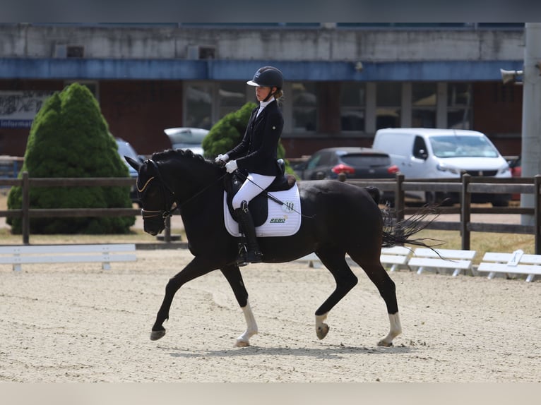 Duitse rijpony Merrie 8 Jaar 148 cm Zwart in Barmstedt