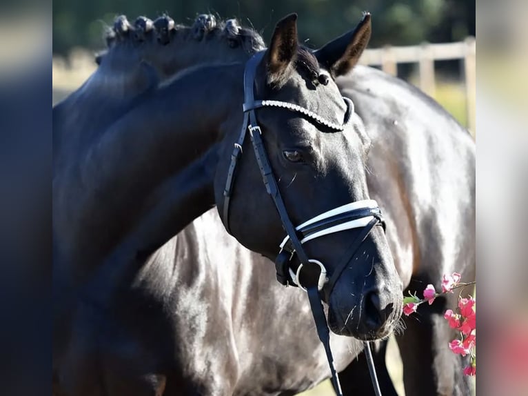 Duitse rijpony Merrie 8 Jaar 148 cm Zwart in Barmstedt