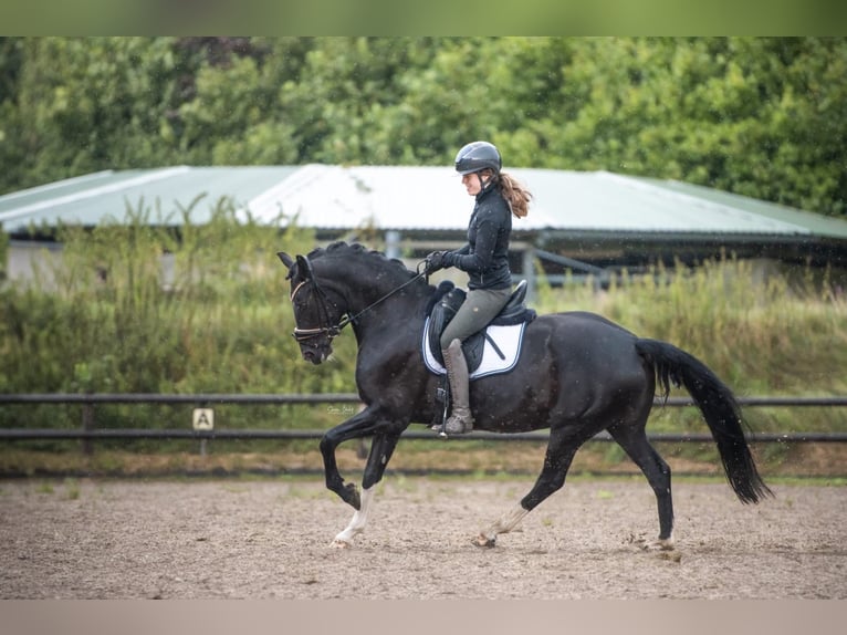 Duitse rijpony Merrie 8 Jaar 148 cm Zwart in Barmstedt