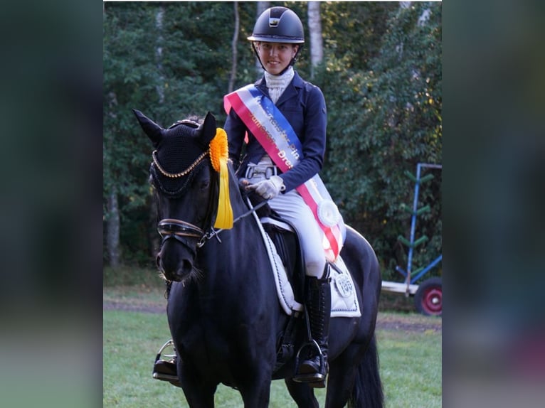 Duitse rijpony Merrie 8 Jaar 148 cm Zwart in Barmstedt