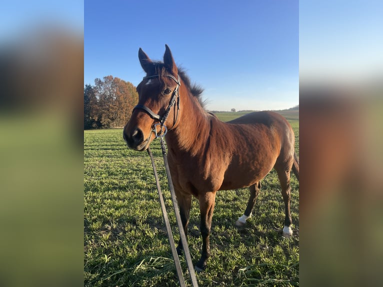 Duitse rijpony Merrie 8 Jaar 149 cm Bruin in Kamenz