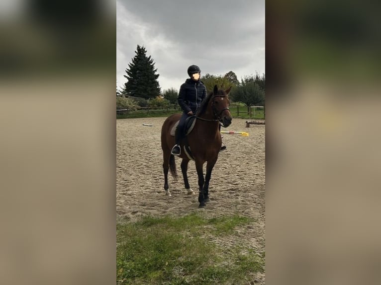 Duitse rijpony Merrie 8 Jaar 149 cm Bruin in Kamenz