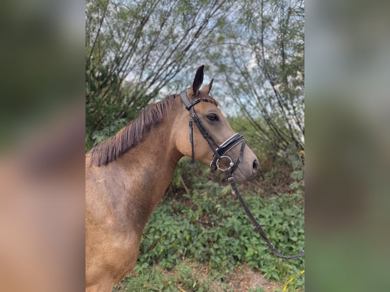 Duitse rijpony Merrie 8 Jaar 149 cm Buckskin in Knetzgau