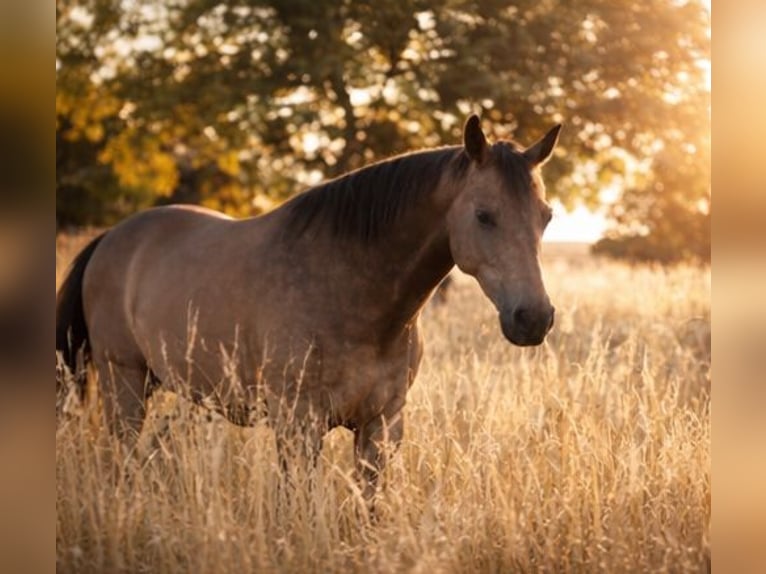 Duitse rijpony Merrie 8 Jaar 149 cm Buckskin in Knetzgau