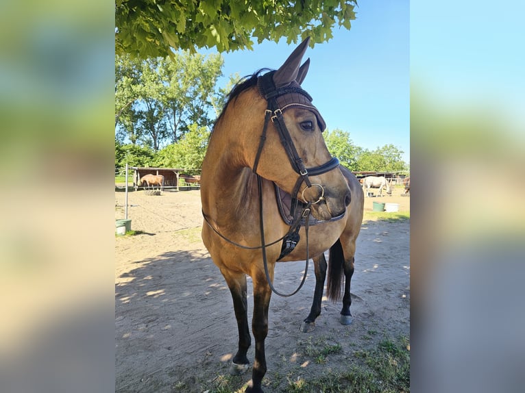 Duitse rijpony Merrie 8 Jaar 149 cm Buckskin in Knetzgau