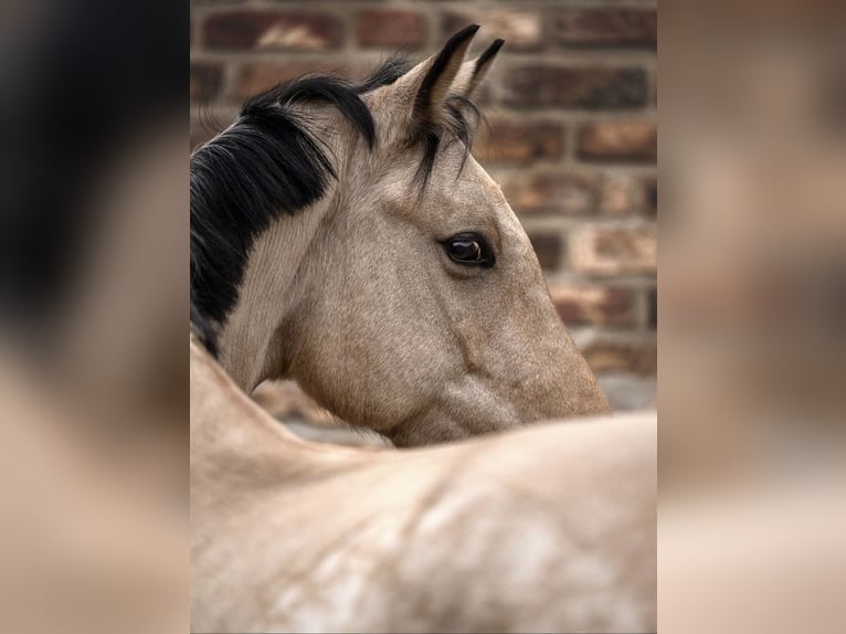 Duitse rijpony Merrie 8 Jaar 149 cm Falbe in Schwalmtal