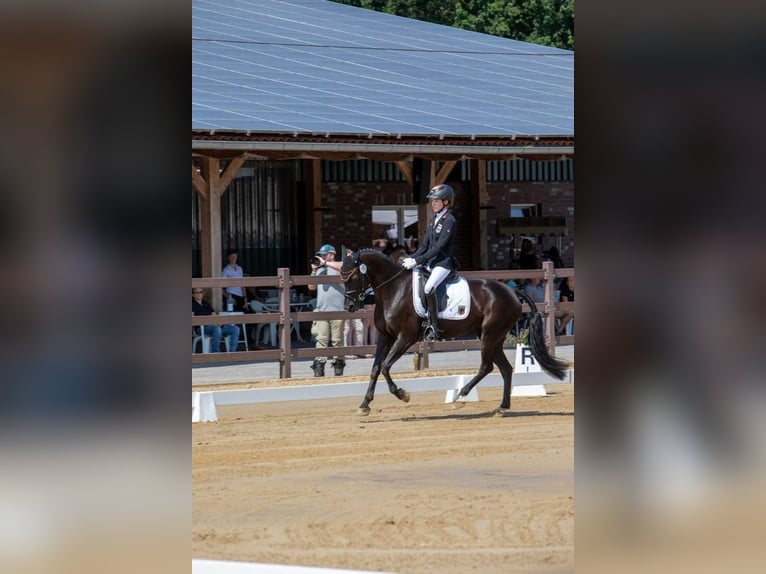 Duitse rijpony Merrie 8 Jaar 149 cm Zwartbruin in Rhede