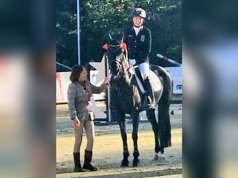 Duitse rijpony Merrie 8 Jaar 149 cm Zwartbruin in Rhede