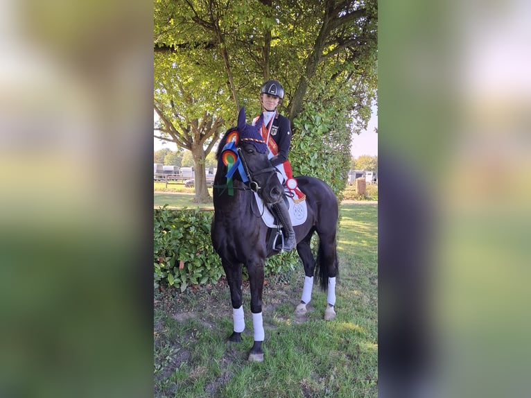 Duitse rijpony Merrie 8 Jaar 149 cm Zwartbruin in Rhede