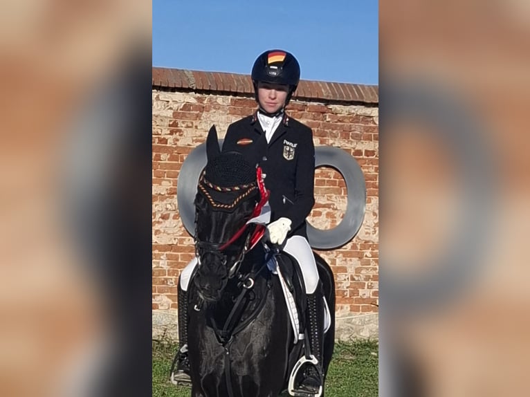 Duitse rijpony Merrie 8 Jaar 149 cm Zwartbruin in Rhede