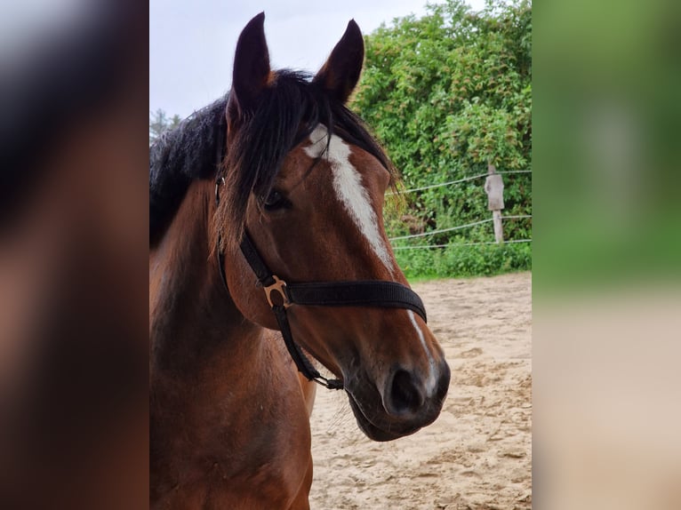 Duitse rijpony Mix Merrie 8 Jaar 150 cm Bruin in Oberkrämer