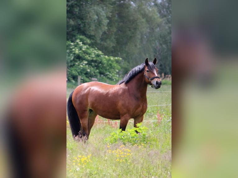 Duitse rijpony Mix Merrie 8 Jaar 150 cm Bruin in Oberkrämer