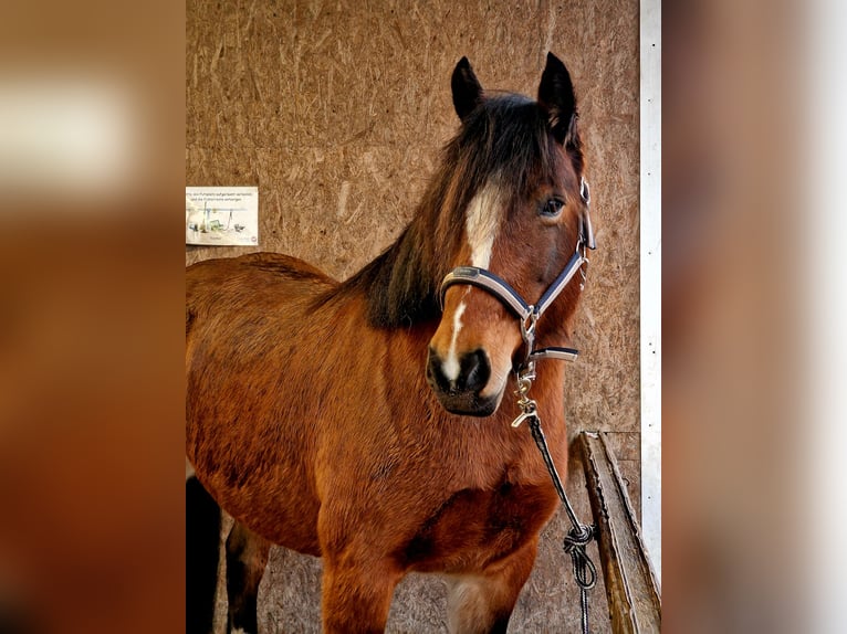 Duitse rijpony Mix Merrie 8 Jaar 150 cm Bruin in Oberkrämer