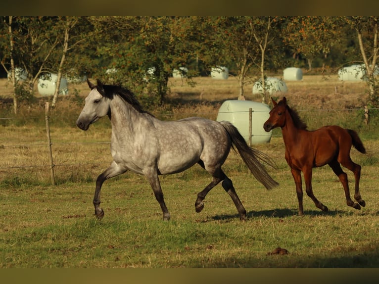 Duitse rijpony Merrie 8 Jaar 152 cm Appelschimmel in Uplengen