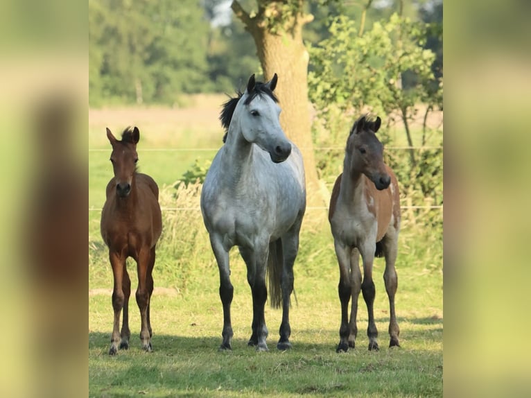 Duitse rijpony Merrie 8 Jaar 152 cm Appelschimmel in Uplengen