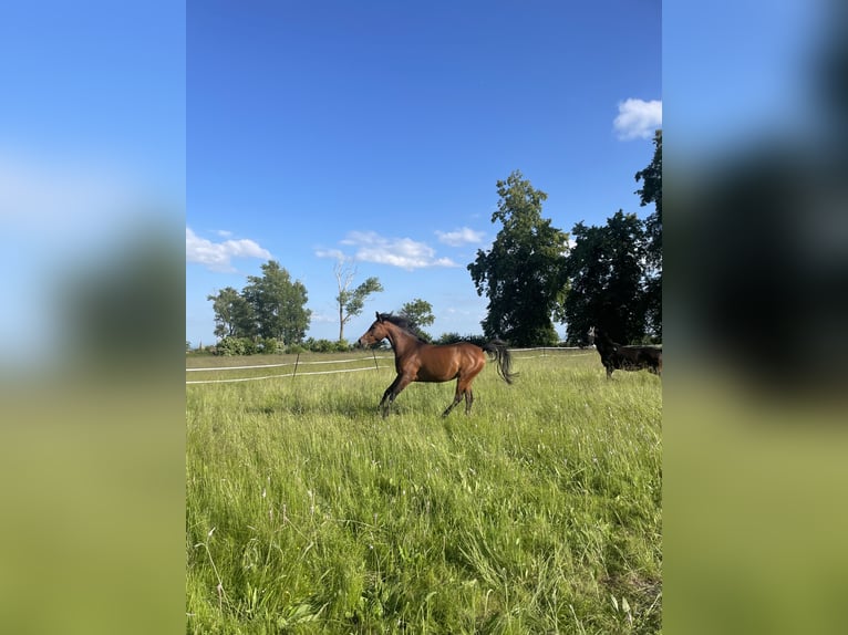 Duitse rijpony Mix Merrie 8 Jaar 152 cm Bruin in Sondershausen
