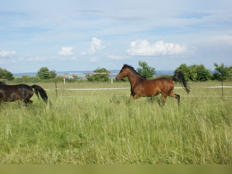 Duitse rijpony Mix Merrie 8 Jaar 152 cm Bruin in Sondershausen