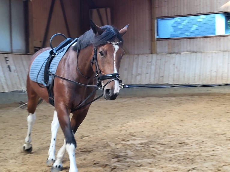 Duitse rijpony Mix Merrie 8 Jaar 152 cm Gevlekt-paard in P&#xFC;rgen