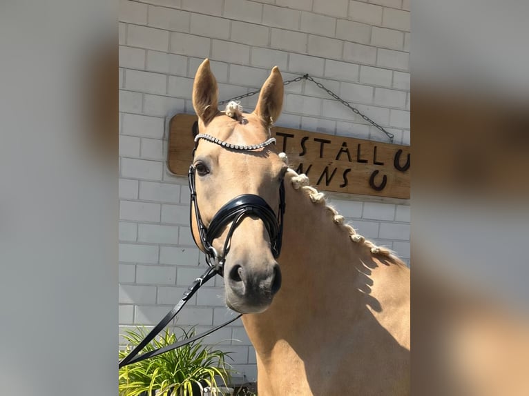 Duitse rijpony Merrie 8 Jaar 152 cm Palomino in Haunetal