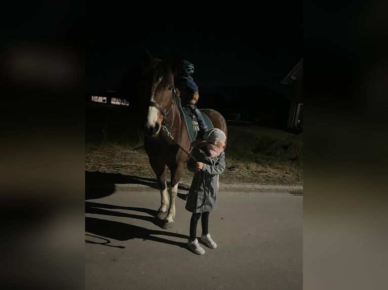 Duitse rijpony Mix Merrie 8 Jaar 153 cm Gevlekt-paard in Hofstetten