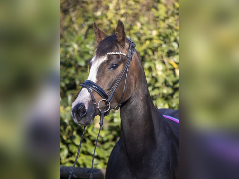 Duitse rijpony Merrie 8 Jaar 153 cm Zwartbruin in Dörpstedt