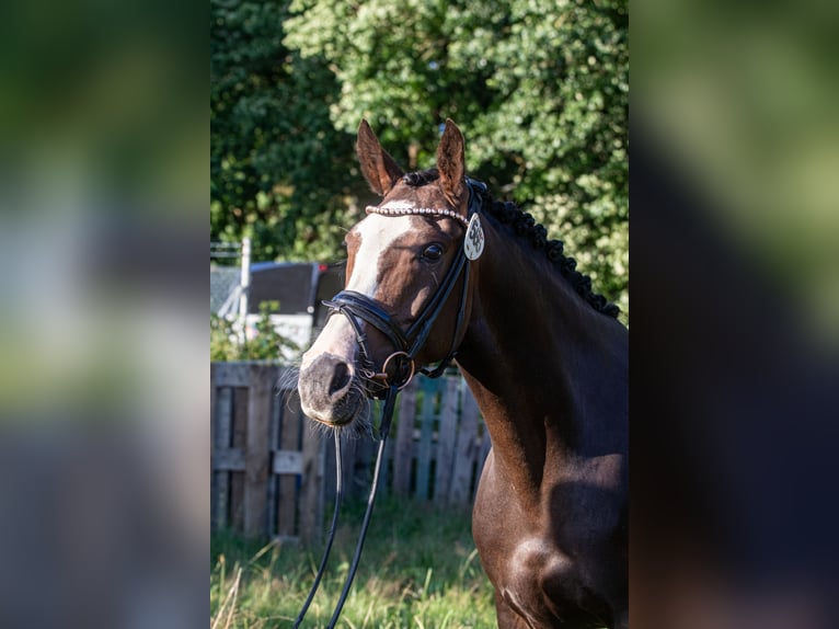 Duitse rijpony Merrie 8 Jaar 153 cm Zwartbruin in Dörpstedt