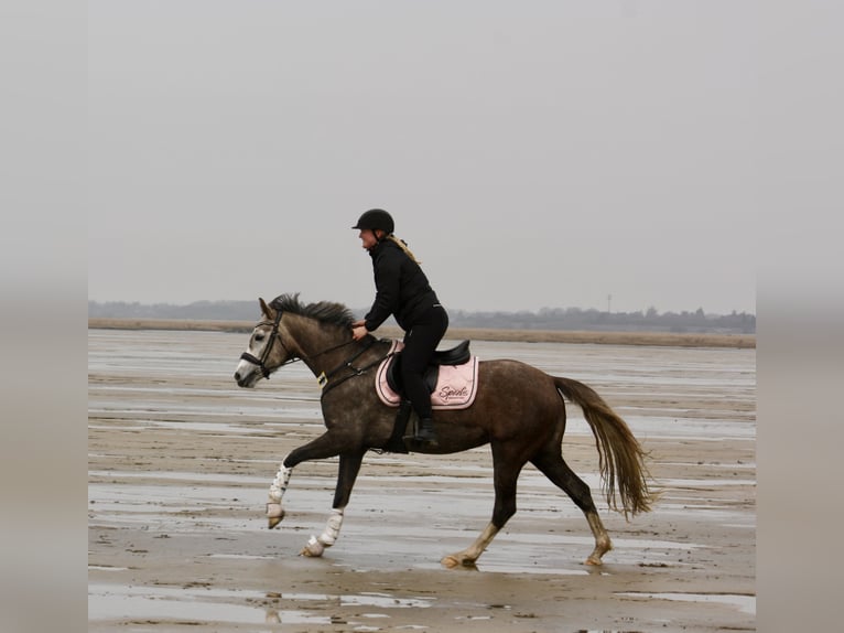 Duitse rijpony Merrie 8 Jaar 154 cm Schimmel in Kiel