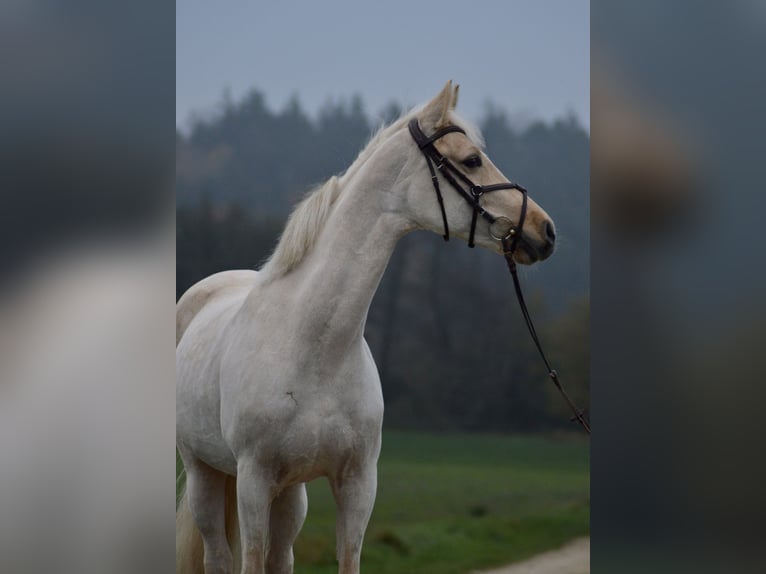 Duitse rijpony Merrie 8 Jaar 155 cm Palomino in Donauwörth