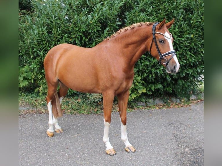Duitse rijpony Merrie 8 Jaar 155 cm Vos in Recke, bei Osnabrück