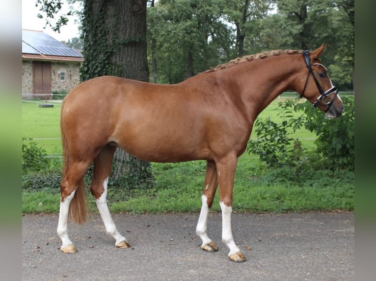 Duitse rijpony Merrie 8 Jaar 155 cm Vos in Recke, bei Osnabrück