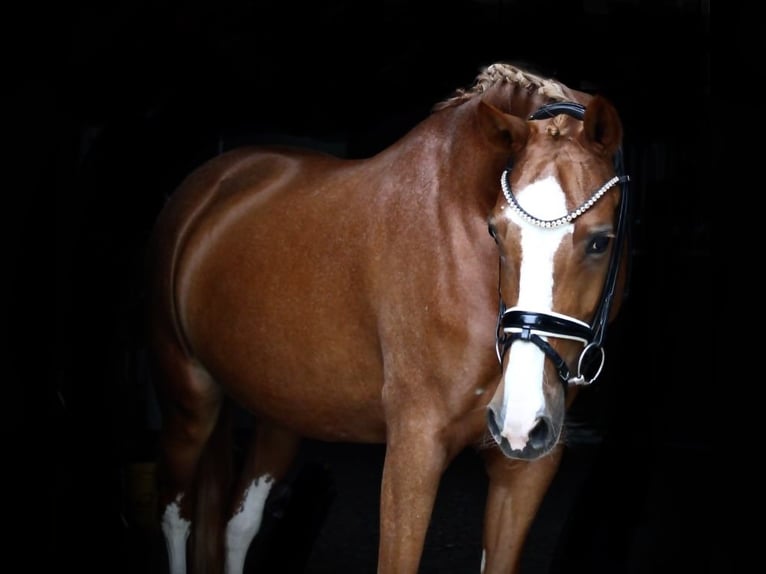 Duitse rijpony Merrie 8 Jaar 155 cm Vos in Recke, bei Osnabrück