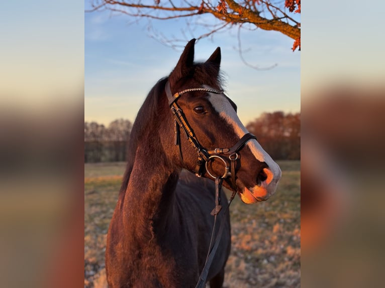 Duitse rijpony Merrie 8 Jaar 155 cm Zwartschimmel in Rostock