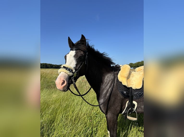 Duitse rijpony Merrie 8 Jaar 155 cm Zwartschimmel in Rostock