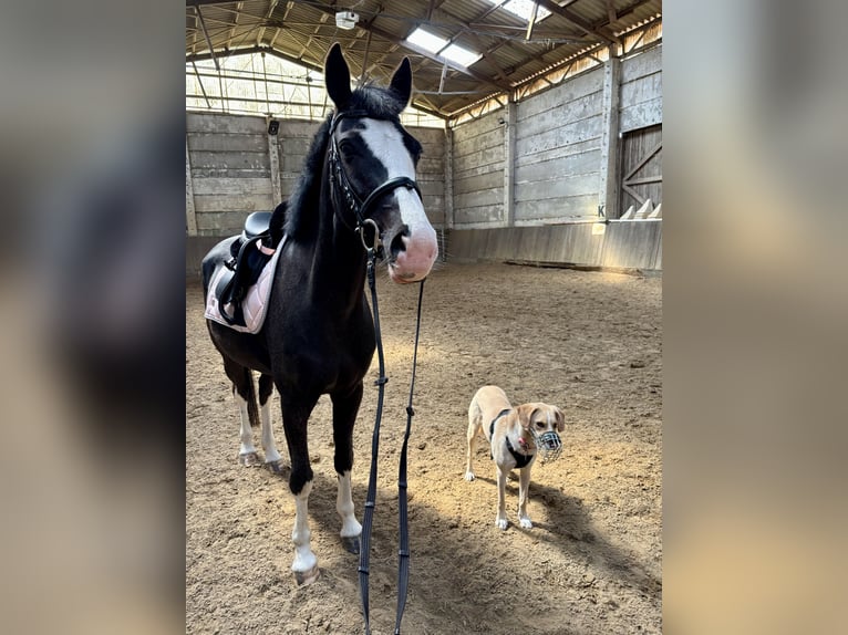 Duitse rijpony Merrie 8 Jaar 155 cm Zwartschimmel in Rostock