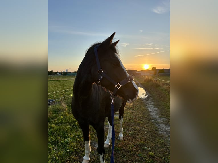 Duitse rijpony Merrie 8 Jaar 155 cm Zwartschimmel in Rostock