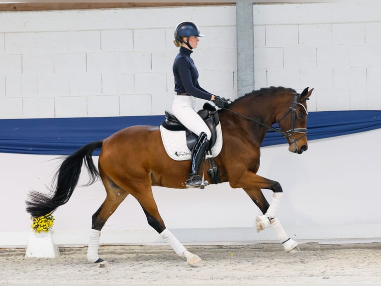 Duitse rijpony Merrie 8 Jaar 157 cm Bruin in Marsberg Duitse rijpony Merrie 8 Jaar 157 cm Bruin in Marsberg
