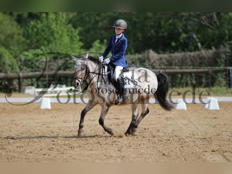 Duitse rijpony Mix Merrie 9 Jaar 120 cm Roan-Bay in Hohenseeden