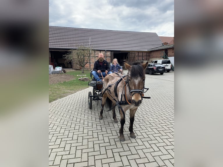 Duitse rijpony Mix Merrie 9 Jaar 120 cm Roan-Bay in Hohenseeden