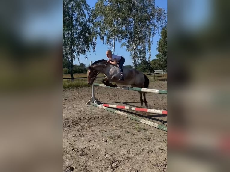 Duitse rijpony Mix Merrie 9 Jaar 120 cm Roan-Bay in Hohenseeden