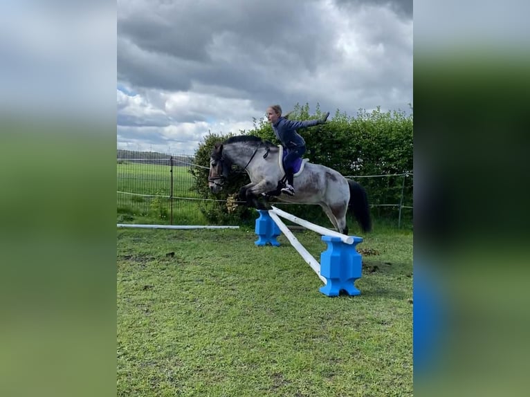 Duitse rijpony Mix Merrie 9 Jaar 120 cm Roan-Bay in Hohenseeden