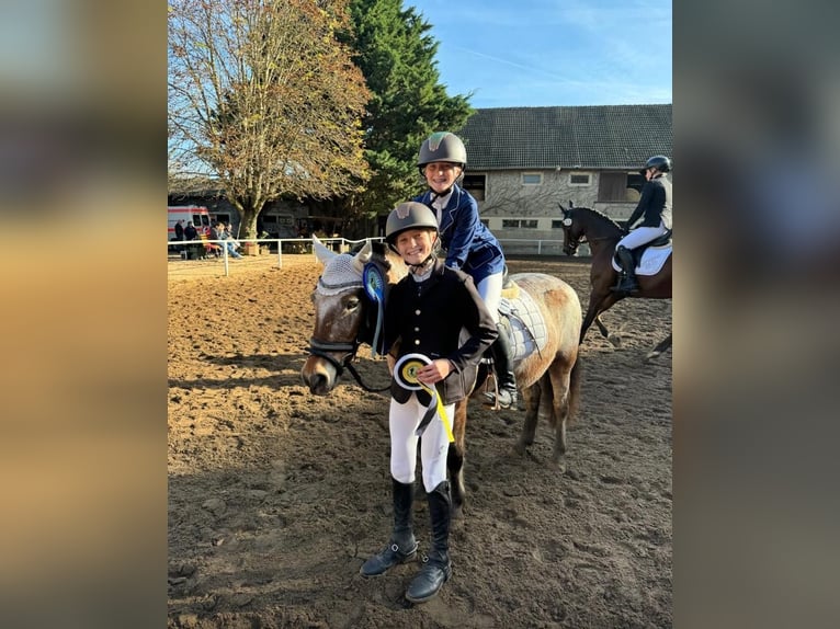 Duitse rijpony Mix Merrie 9 Jaar 120 cm Roan-Bay in Hohenseeden